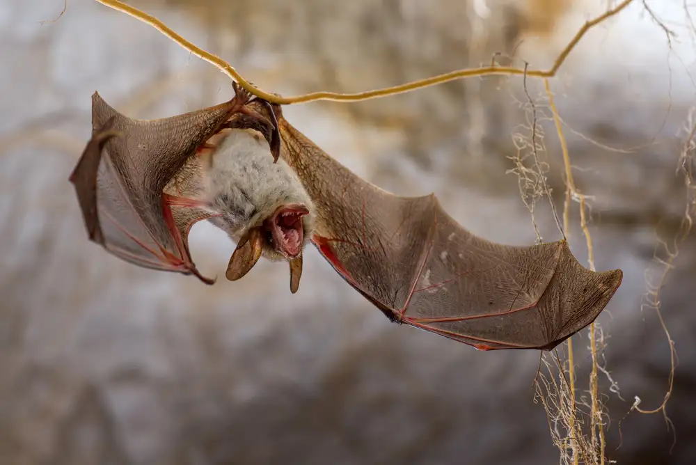 (Kikroune), Roustan Christian: Pipistrello arrabbiato