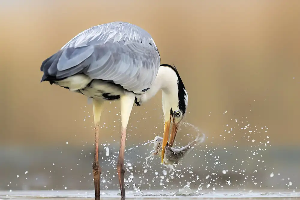 Zuo, Jun: Morning Catch