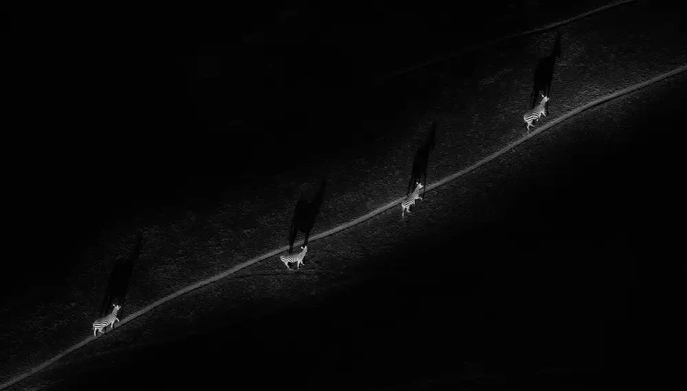 Zhao, Henry: Sentiero solitario