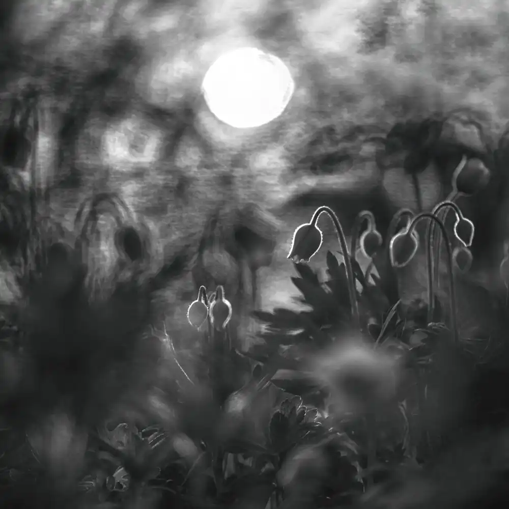 Anna: Al chiaro di luna