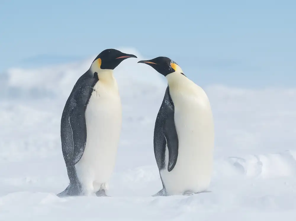 Tao, Liwen: AMORE