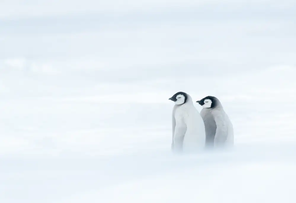 Tao, Liwen: LEGAME DI SORELLATURA SOTTO IL TEMPO PEGGIORE II