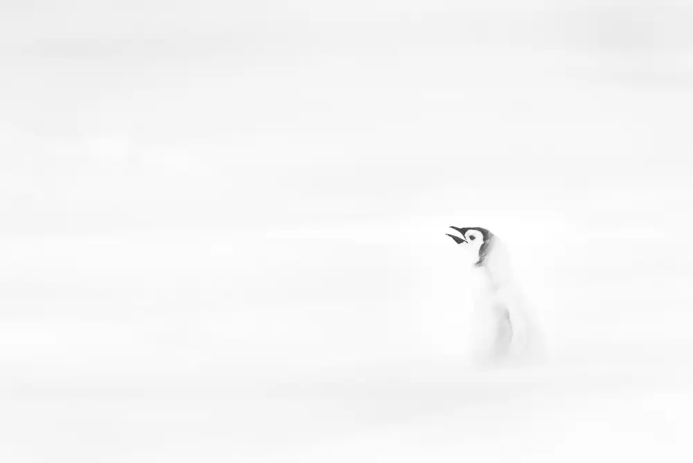 Tao, Liwen: AIUTO!