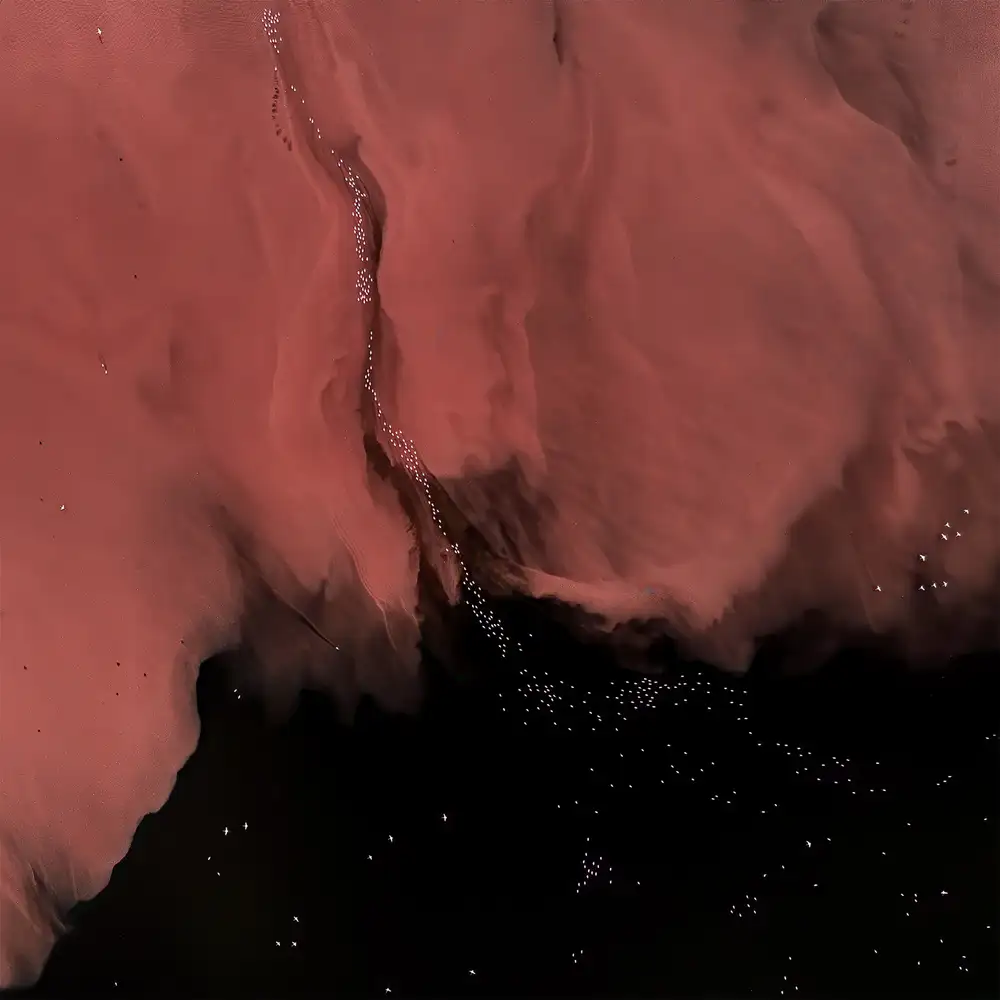 Marchegiani, Roberto: Flamingos