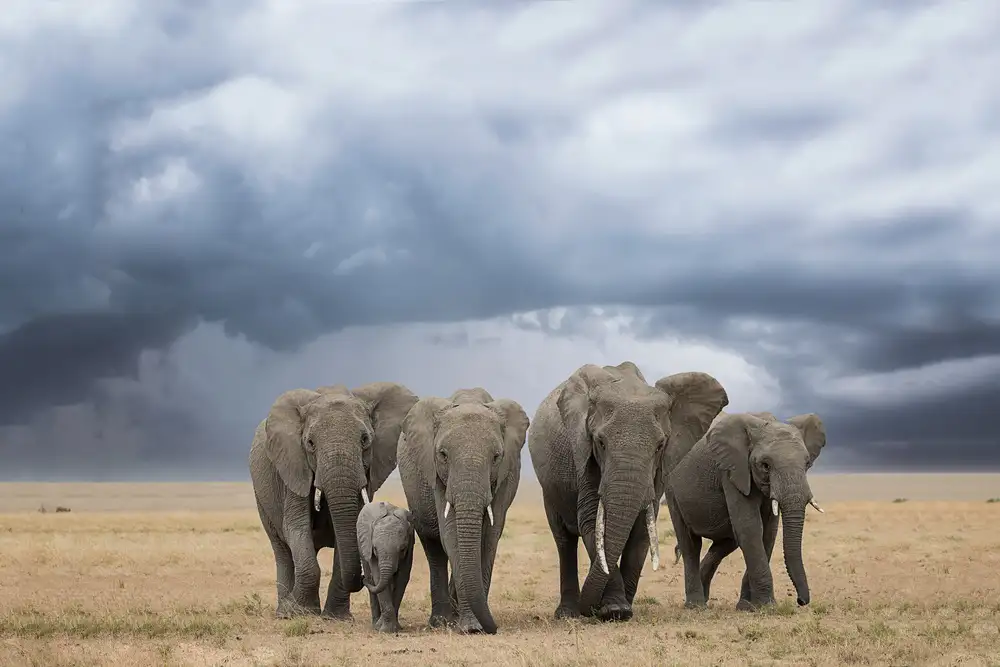 Doyle, Renee: Paseo del elefante