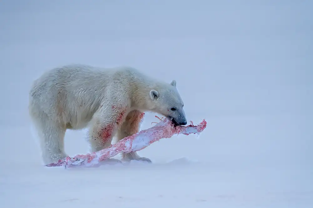 Fischer, Jie: Pranzo delizioso