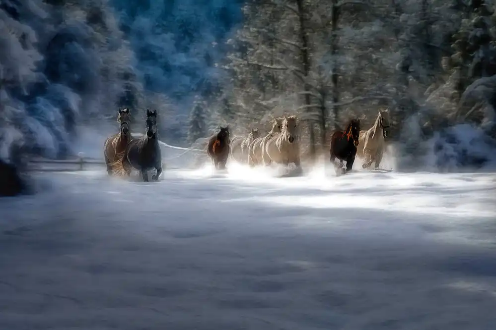 Malovrh, Milan: favola invernale