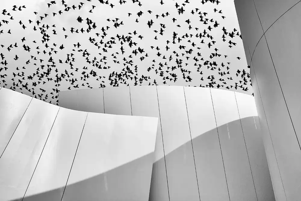 Latta, Della Massimo: Aves