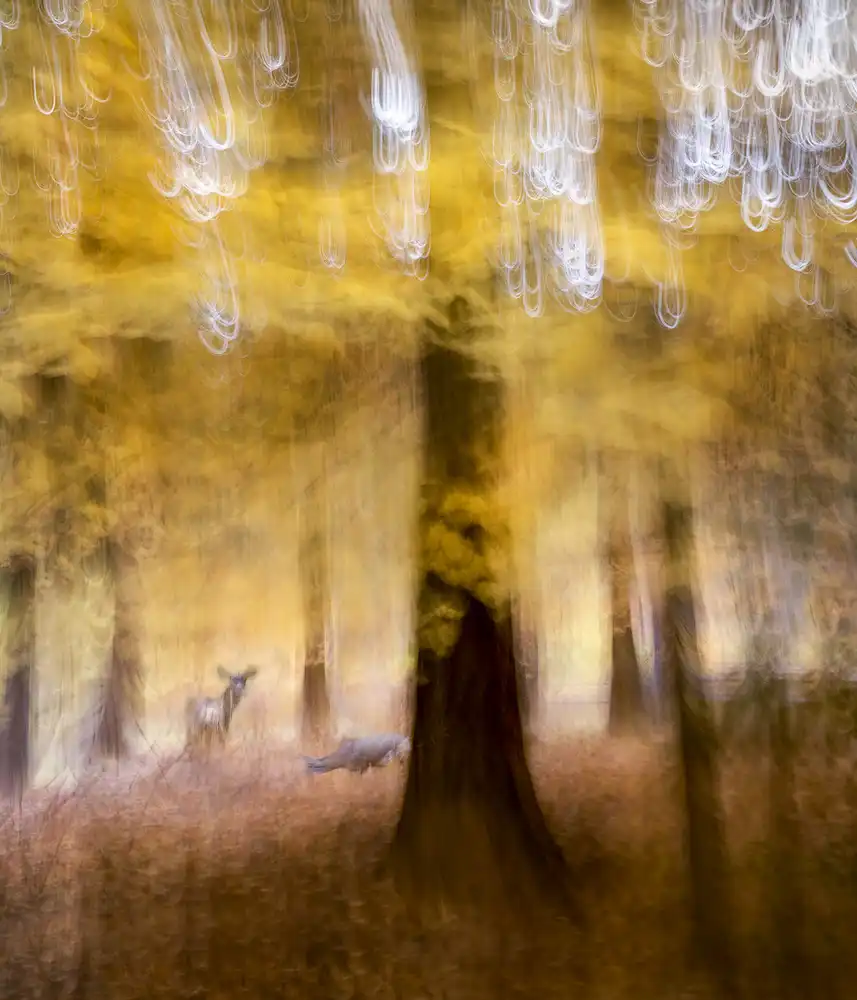 Dou, Shenshen: Wald