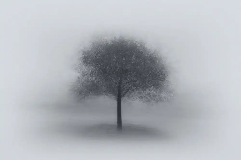 Ning, Aidong: Albero nella nebbia