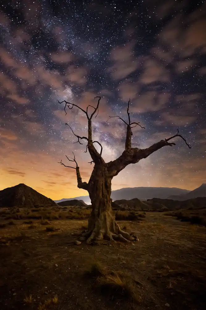 Dascalu, Ionut Andrei: Solitario