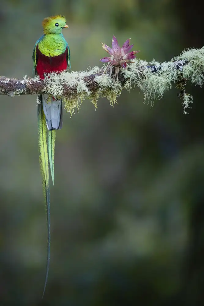 Doyle, Renee: Barvy muže Quetzal