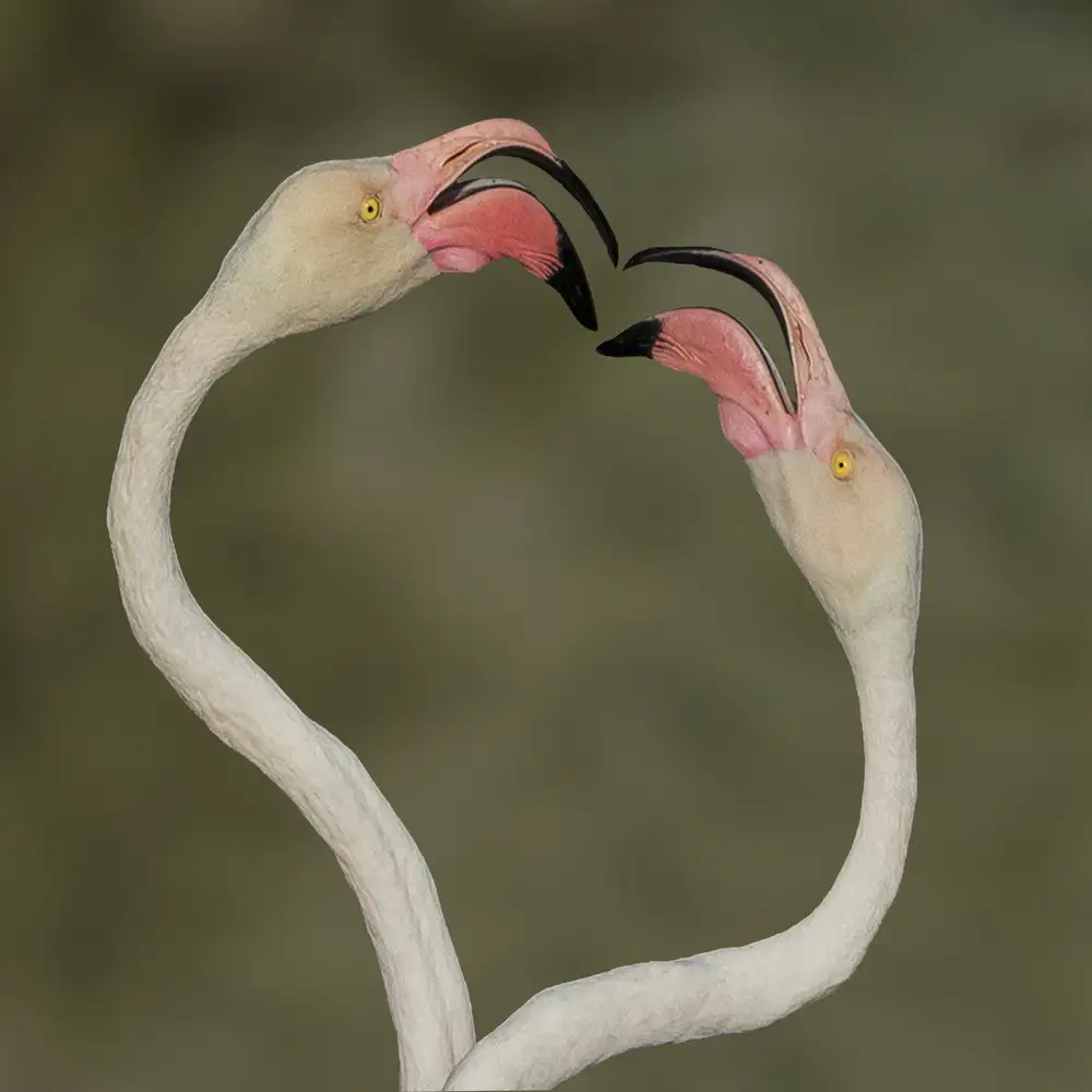 Ismail, Mohamed: Amore