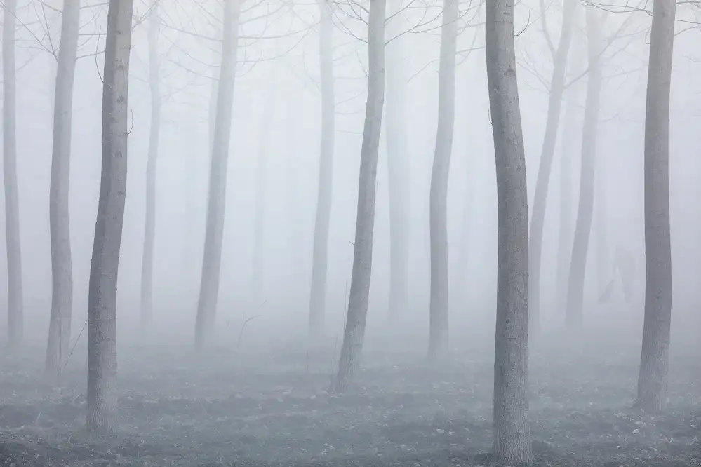 Carozzi, Fiorenzo: Nella nebbia