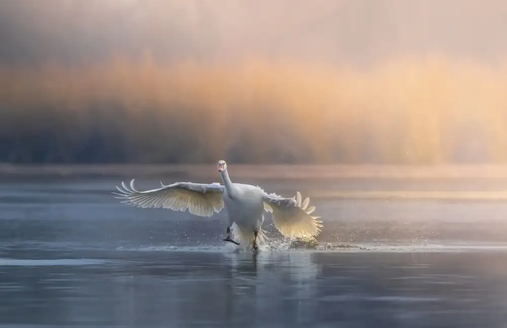 Tseng, Judy: Correre sull'acqua