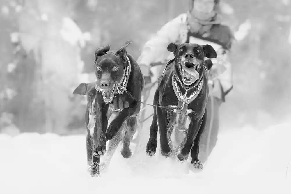 Zhao, Henry: Slitta trainata da cani