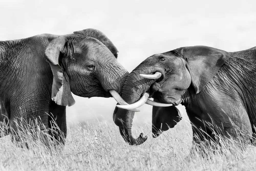 Zuo, Jun: Elephant Fighting