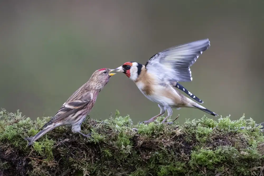 Wilkinson, Hugh: Redpoll se stehlíkem