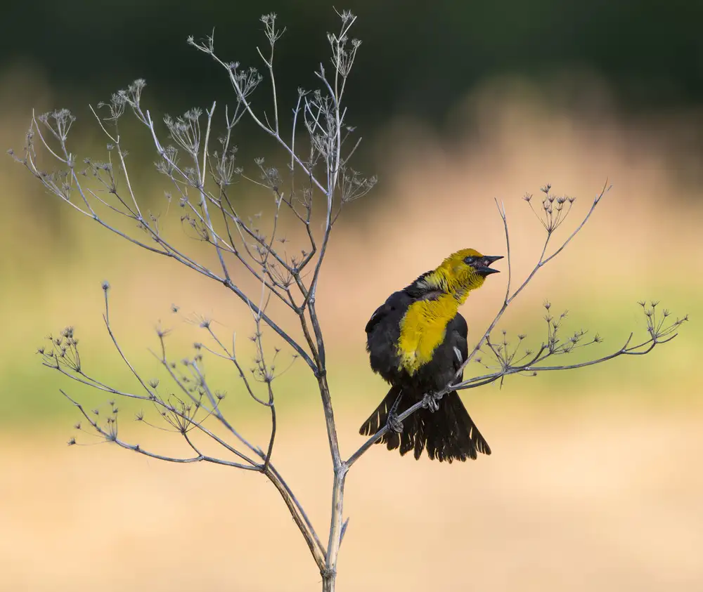Verdon: Yellow-headed Blackbird, Xanthocephalus xanthocephalus