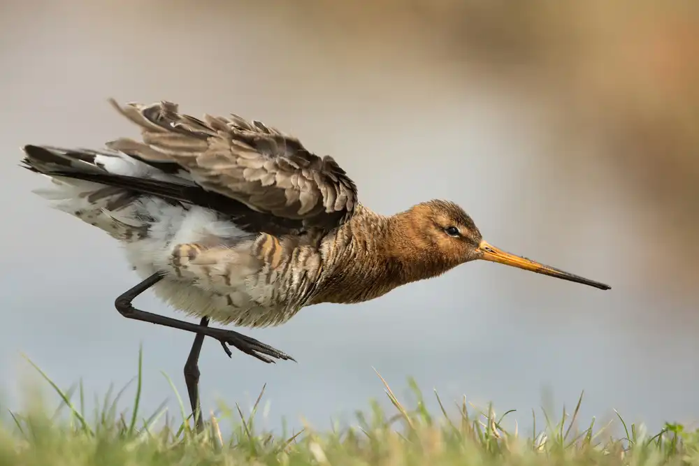 Keizer, Annie: unser Nationalvogel....die Uferschnepfe