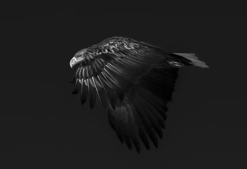 Deng, Larry: Aquila dalla coda bianca in azione