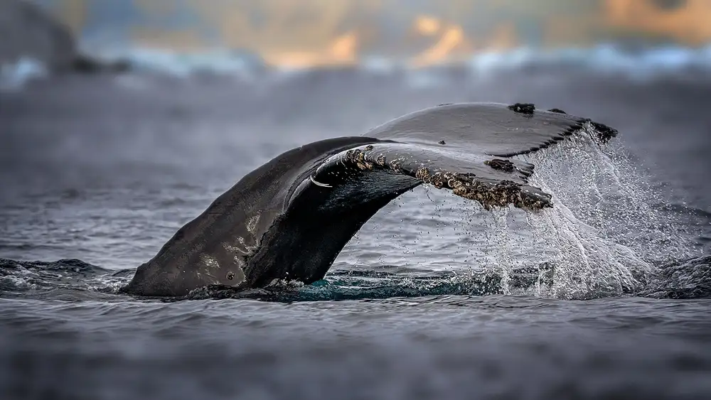 Poreider, Annie: Humpback whale, the owner of Antarctic Ocean