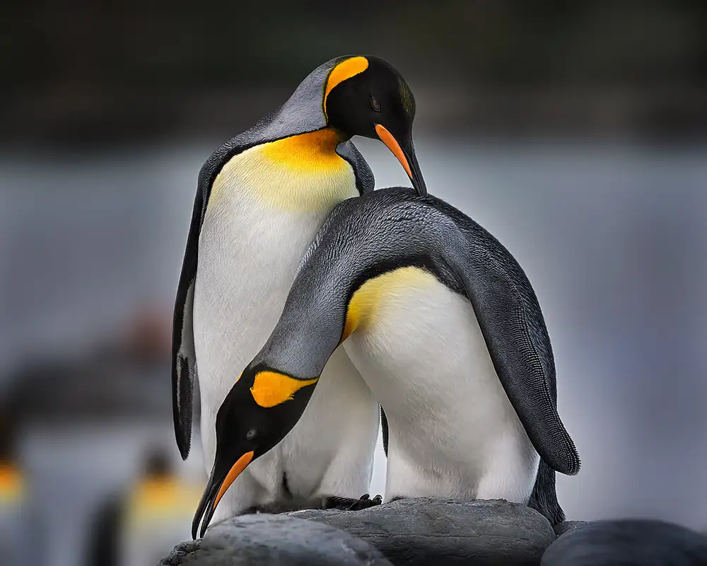 Poreider, Annie: Milostný příběh King Penguins