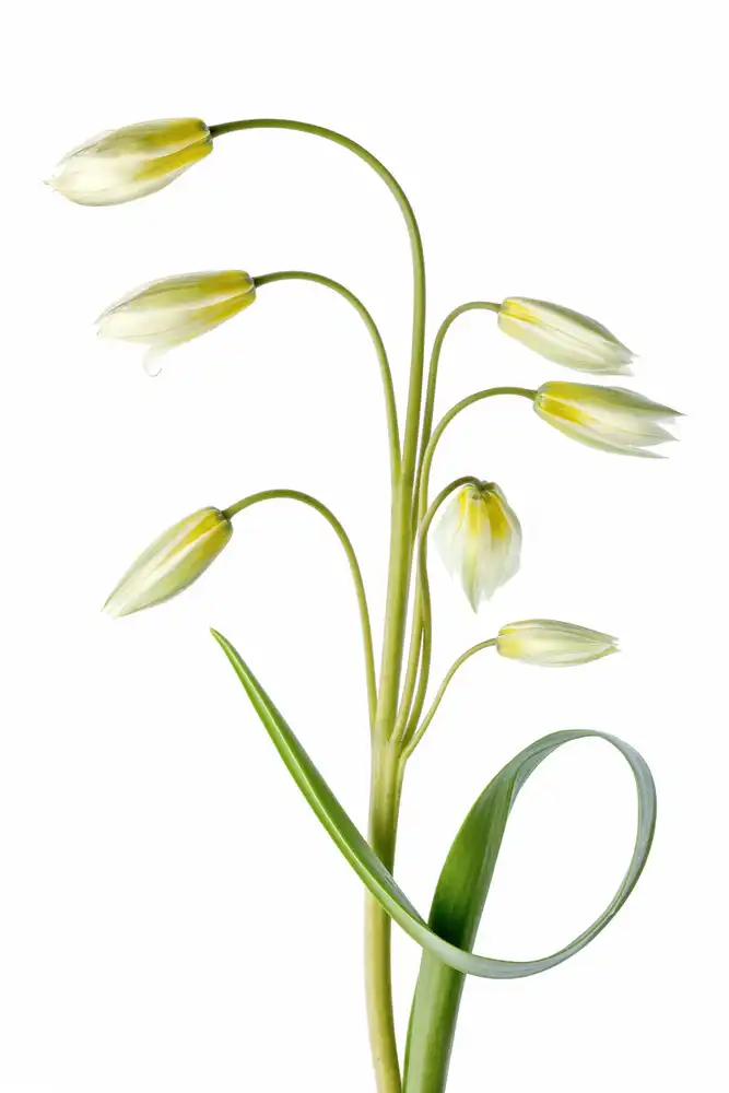 Disher, Mandy: ~Tulipa Tarda~