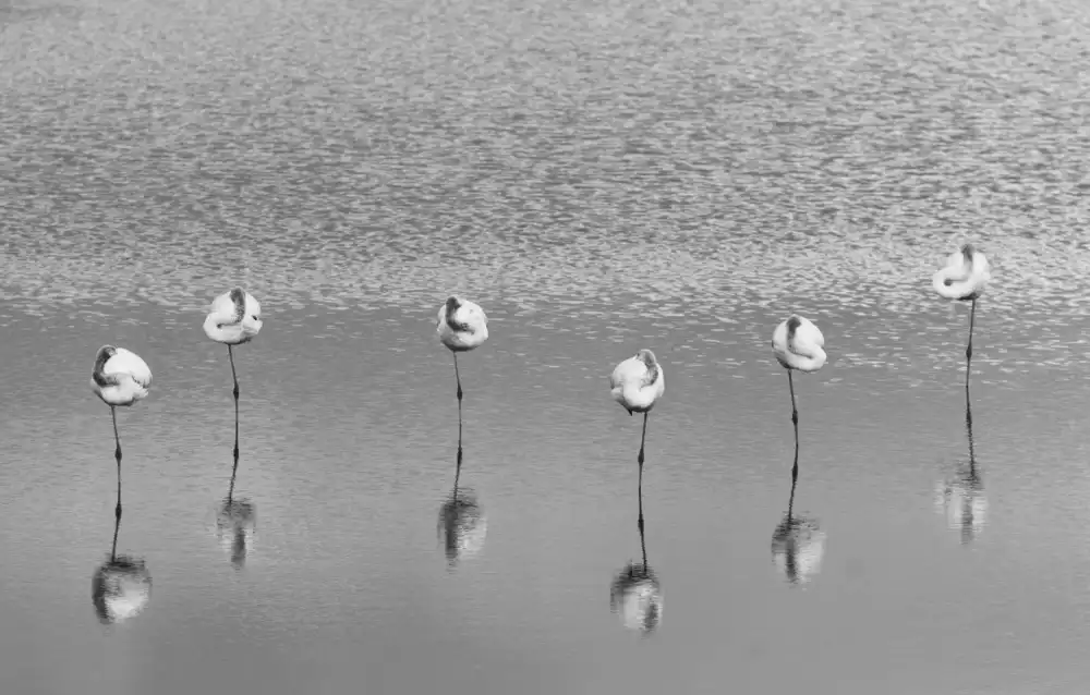 Or, Keren: Sleeping flamingos