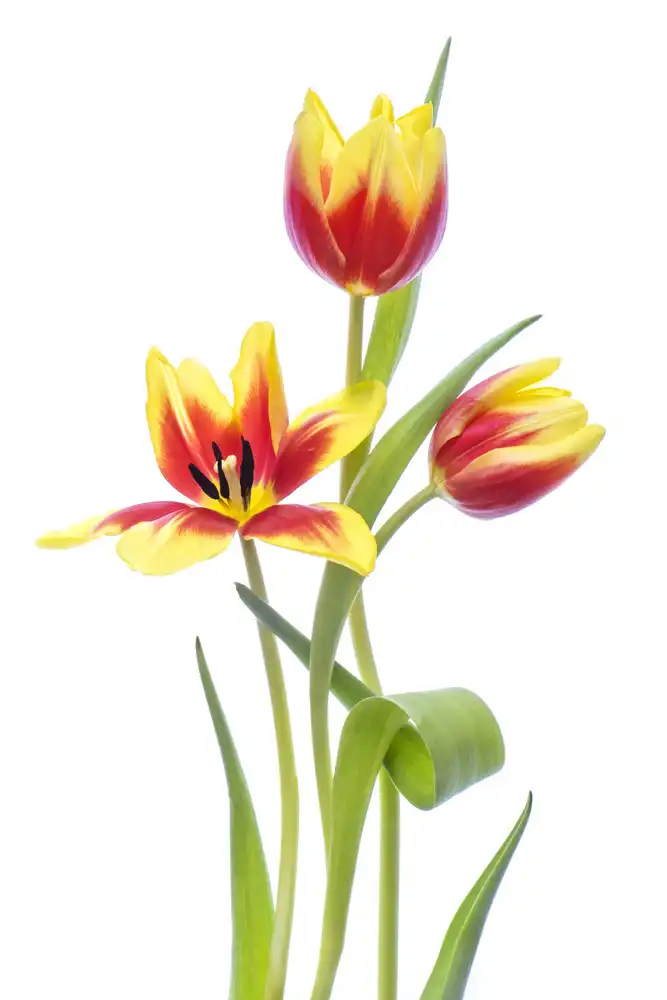 Parker, Jacky: Frühling