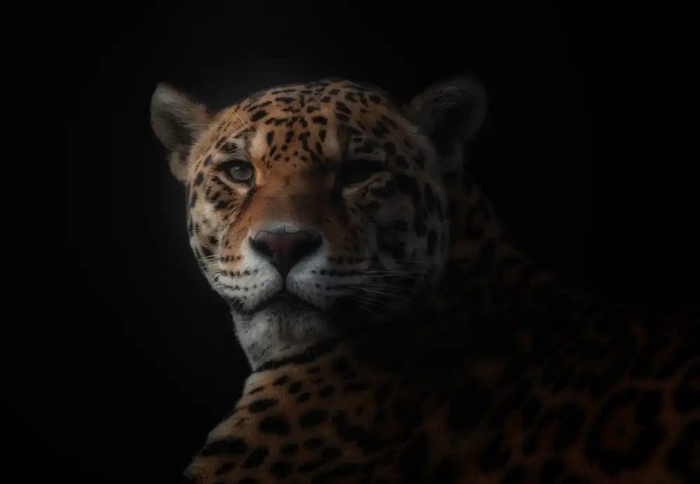 KaMerA: jaguár