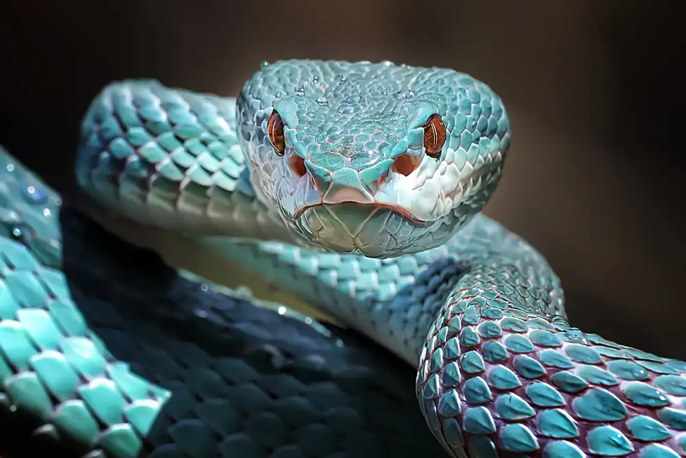 Maududdin, Fauzan: Aspetto tagliente del serpente vipera blu Insularis