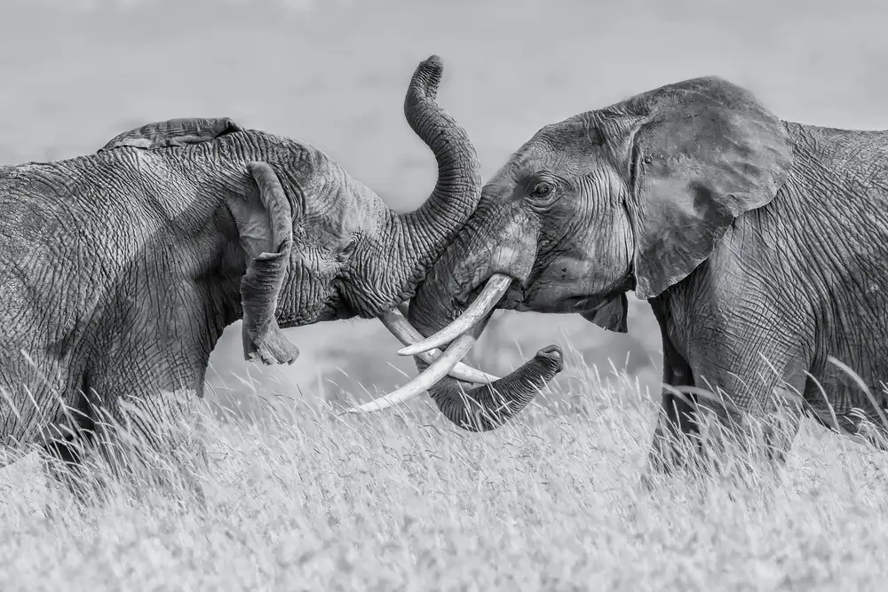 Zuo, Jun: Elefante Tai Chi