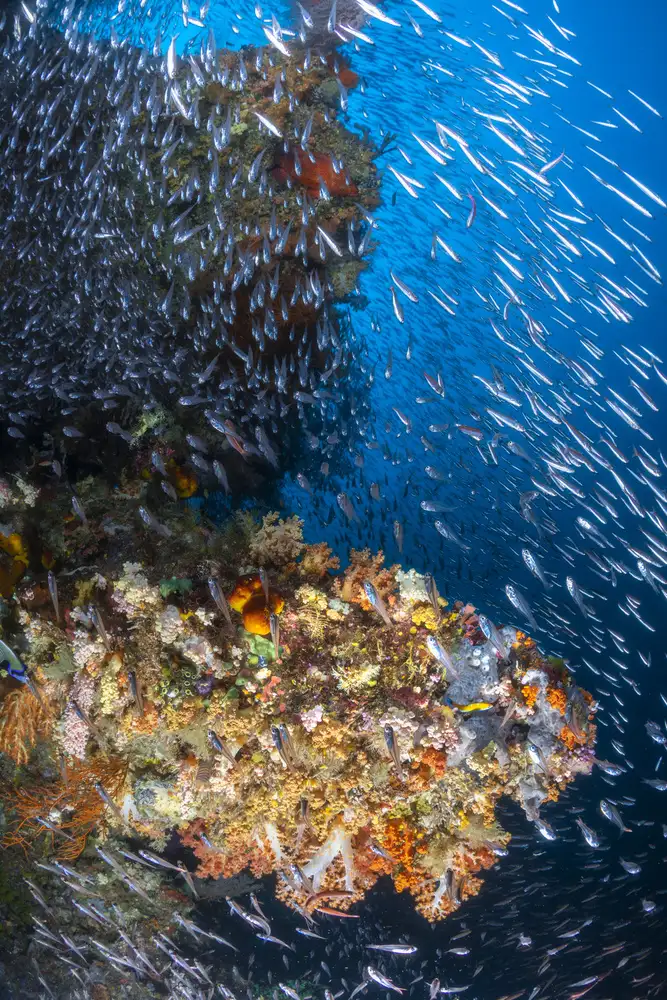 Gabriel, Barathieu: Korálový útes pod sluncem Raja Ampat.