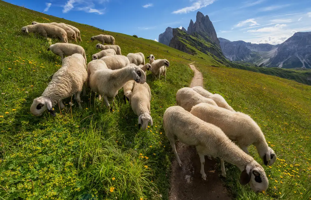 Krivec, Ales: Sulla strada per le Odle