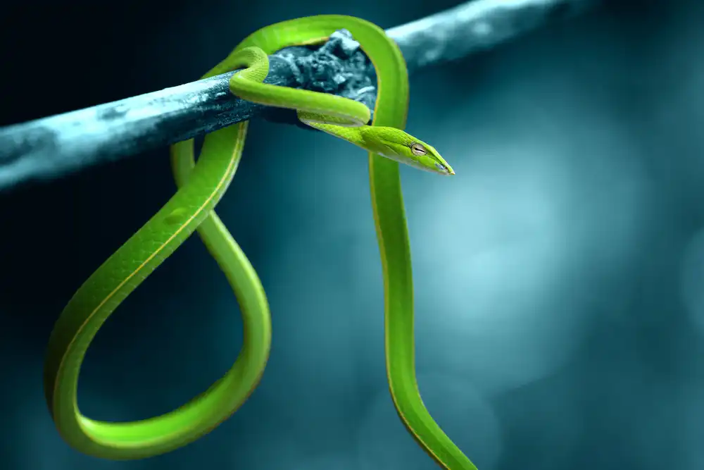 Arifuddin, Ridho: serpiente verde