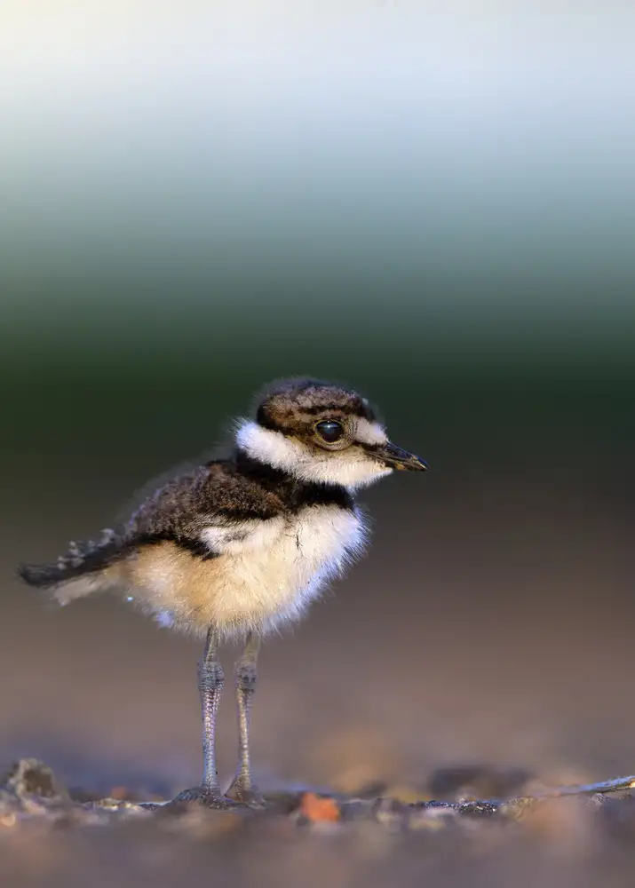 Verdon: Killdeer chick, Charadrius vociferus