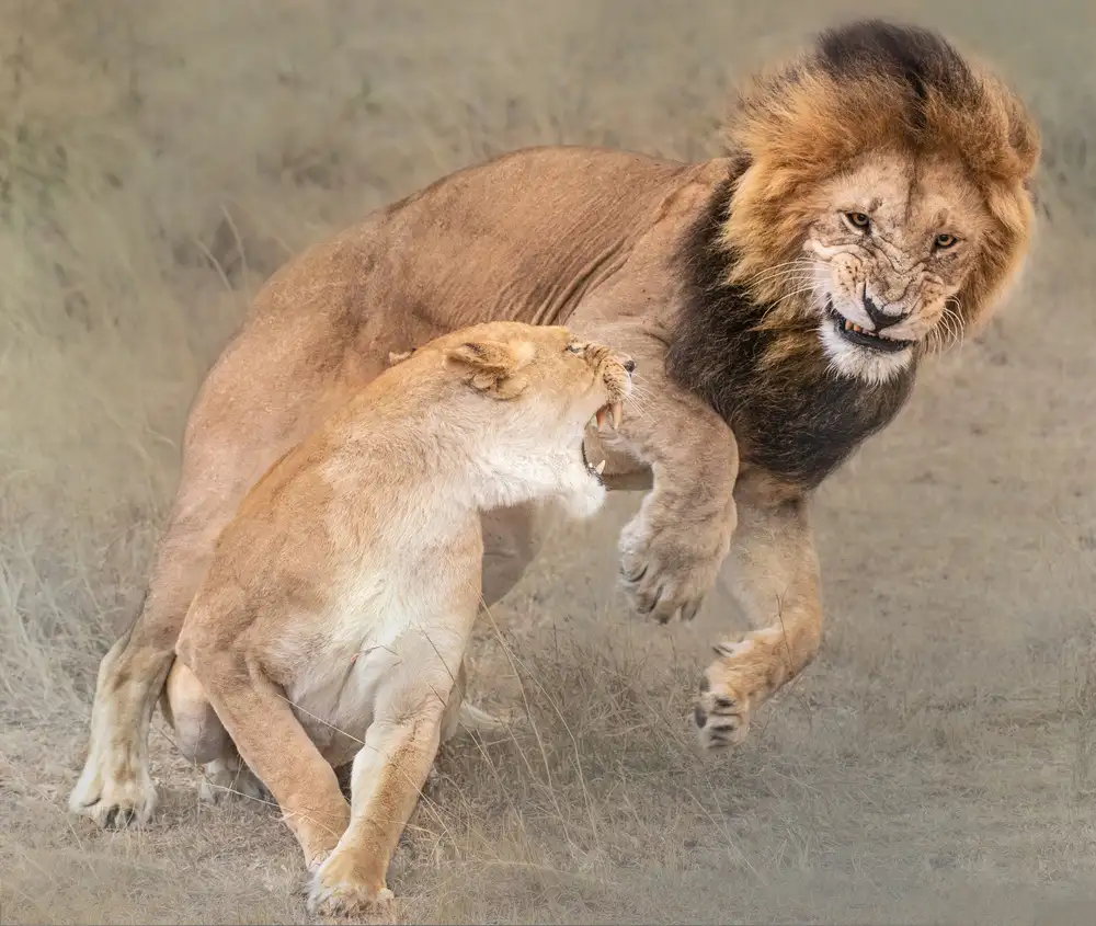 Cai, James: Hravá Simba a Nala