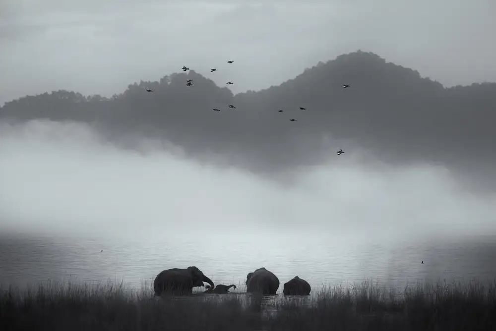 Swapnil: mlhavé chvíle