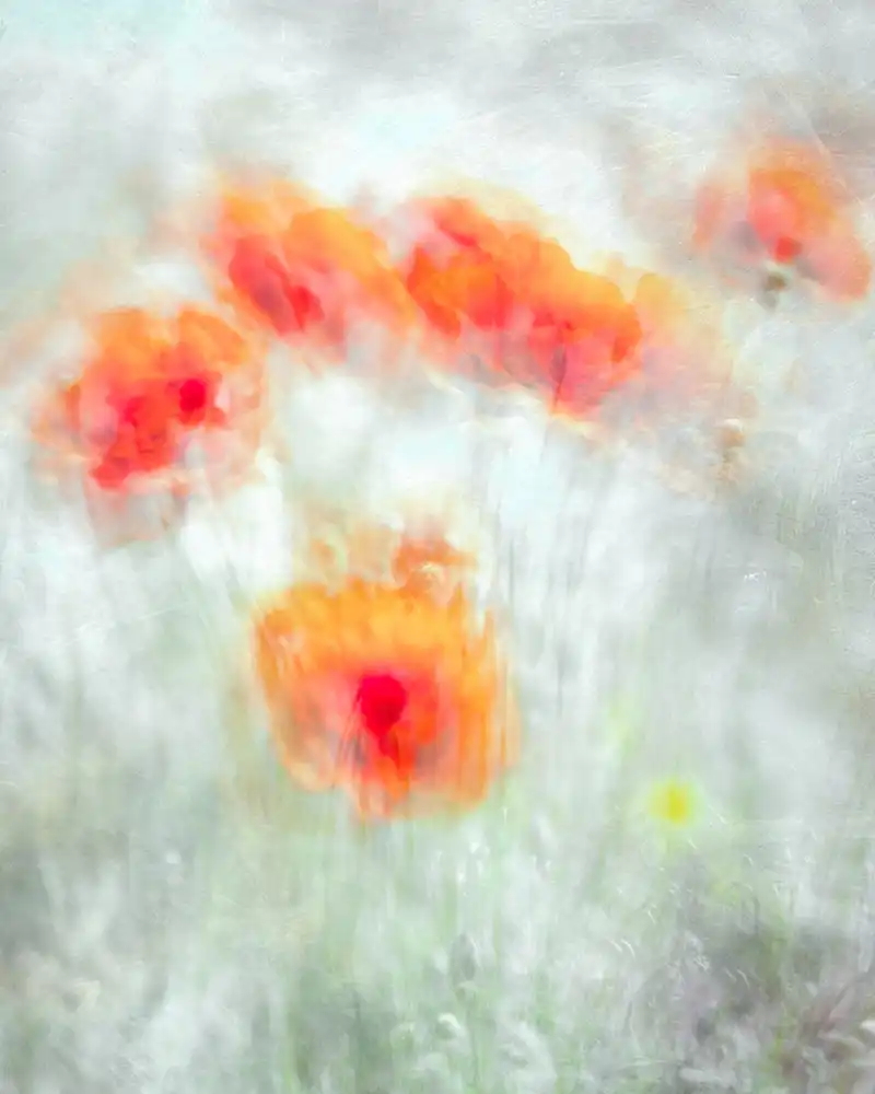 Behzad, Majid: Fiori Di Mais Rosso
