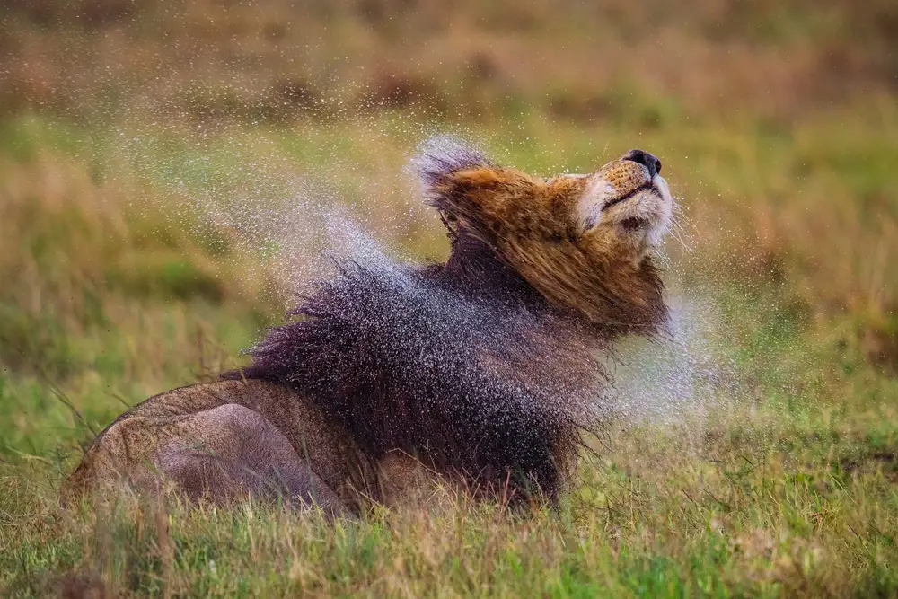 Alnaser, Mohammed: Scar Shake