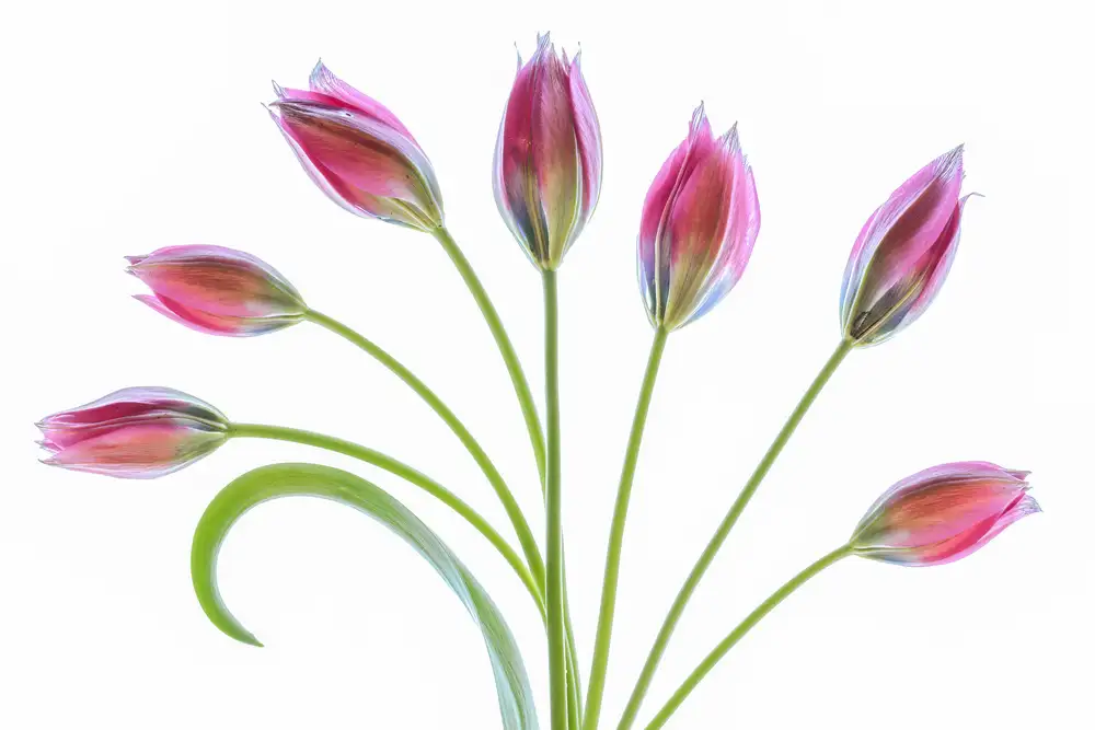 Disher, Mandy: Tulipán