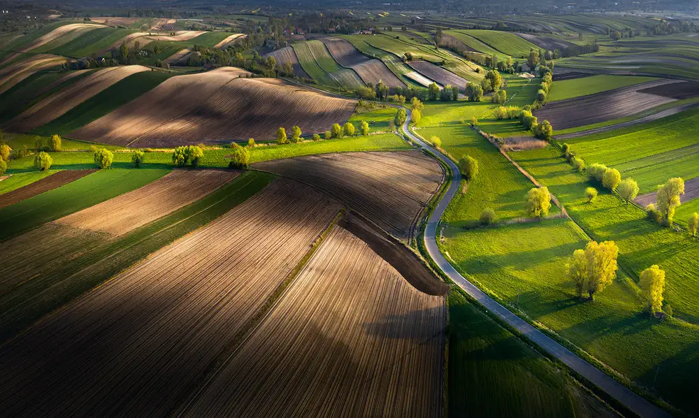Nienartowicz, Karol: Campi