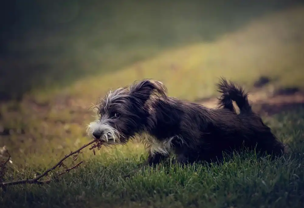 annascigaj: Puppy