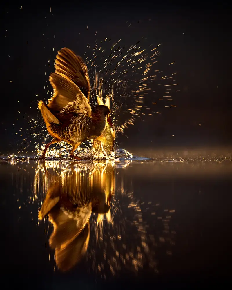 Poreider, Annie: Flying Golden Light