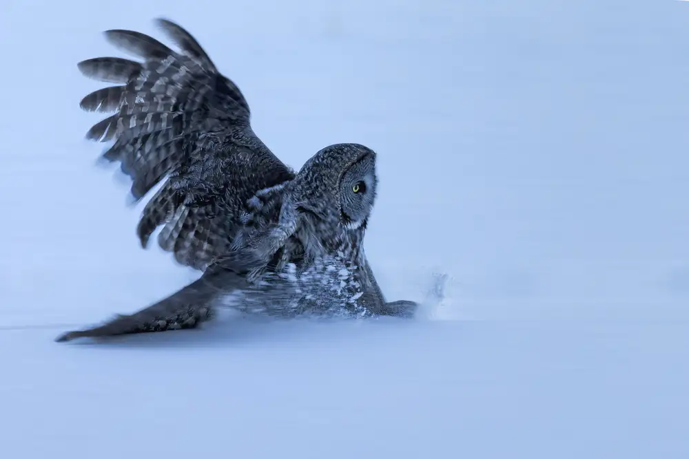 Zuo, Jun: Sliding in The Snow
