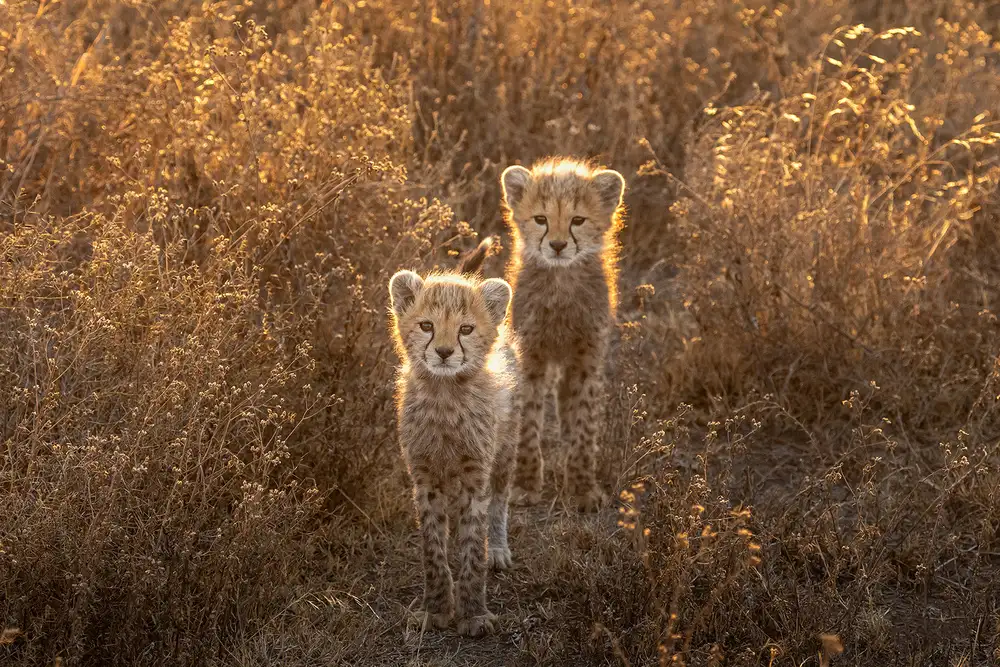 Tsui, Hung: Due piccoli ghepardi