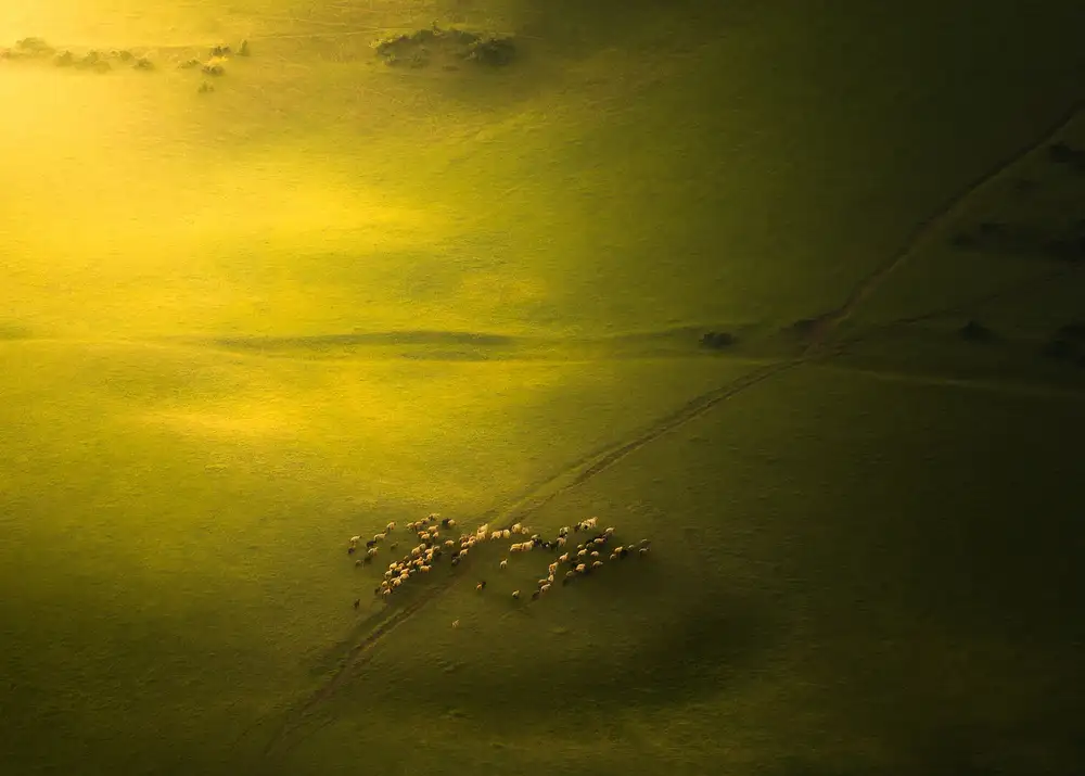 Behzad, Majid: Le pecore nella terra verde