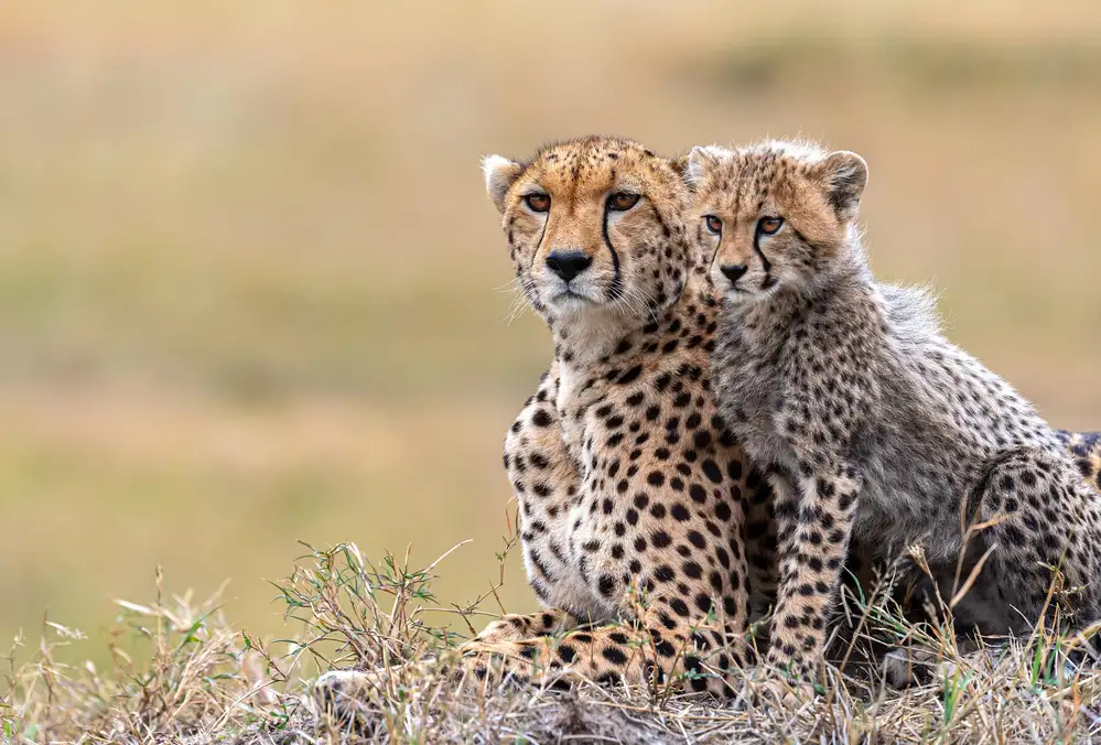 Fischer, Jie: Cucciolo di ghepardo con la mamma