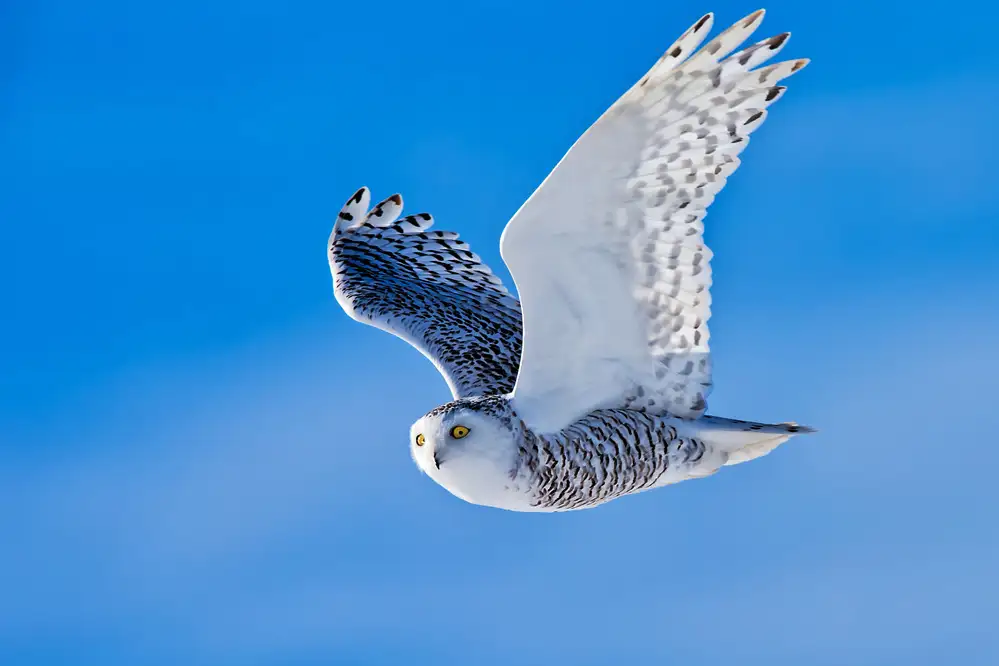 Zuo, Jun: Snow Owl